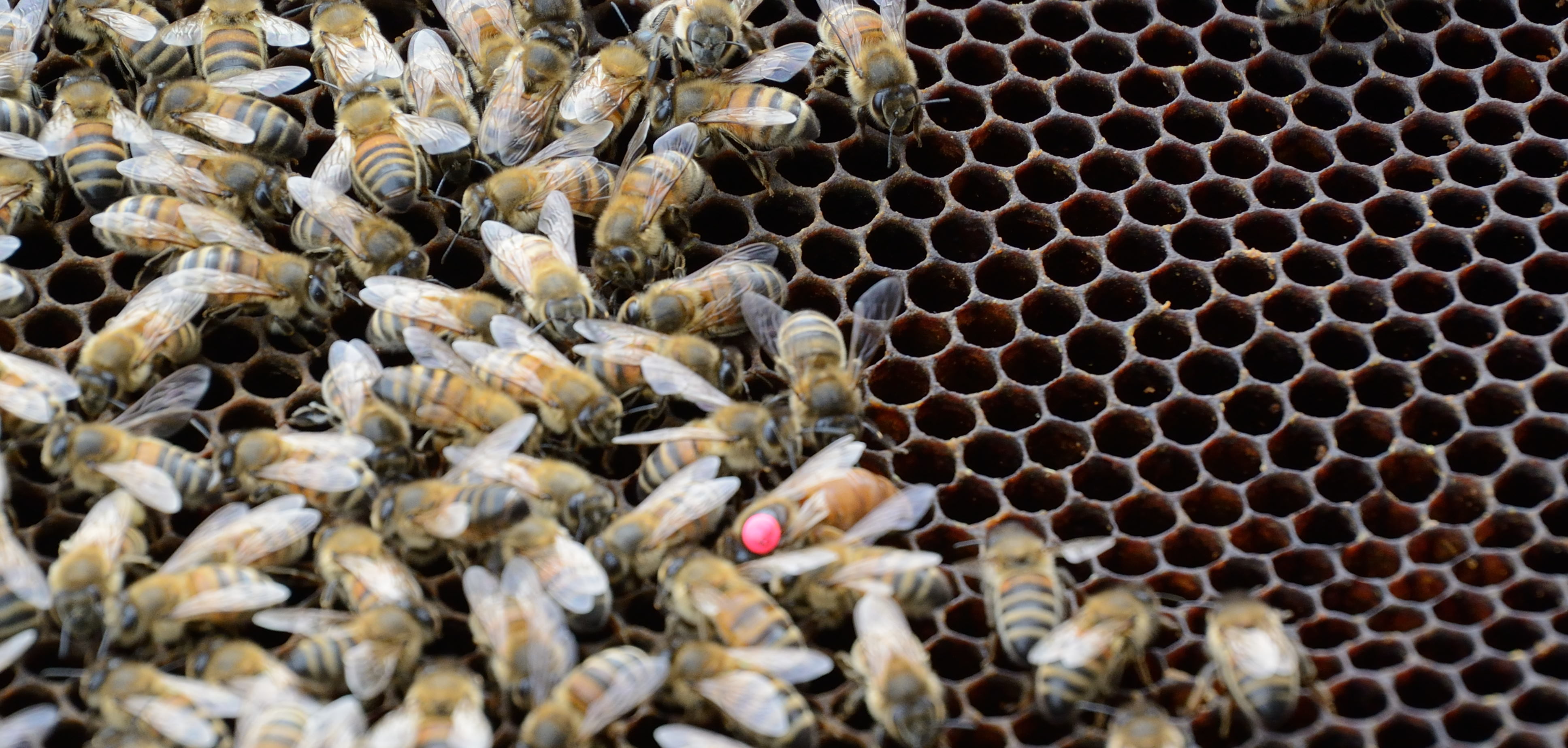 /kraai/foto/2015/2015-03-17 Harssens/DSC_1091_039.jpg